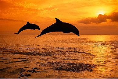 女玩家抱怨玩《生化危机4》VR版 总是撞到胸部